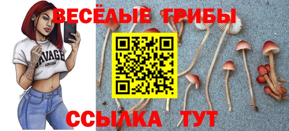 Асино  закладки  Вход с VPN  Псилоцибиновые грибы MAGIC MUSHROOMS 